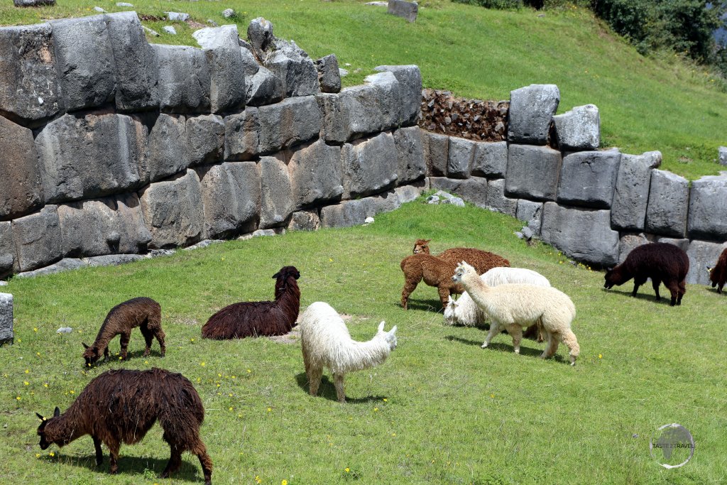 Llama's grazing outside the walls of Sacsayhuamán, a UNESCO World Heritage sight which overlooks the city of Cusco at an elevation of 3,701 m (12,142 ft).
