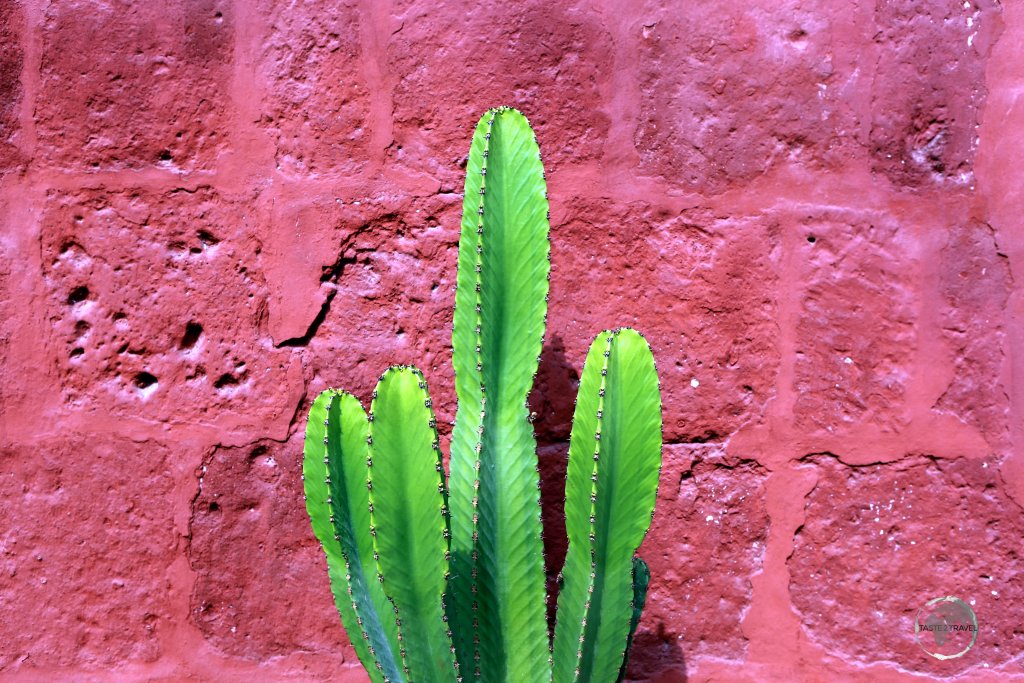 A green cactus contrasts brilliantly against an ochre-coloured wall of the Convent of Santa Catalina de Siena, which occupies a large chunk of downtown Arequipa, Peru.
