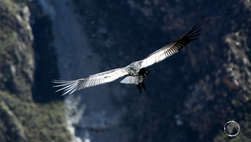 Andean Condors roost inside Colca canyon, in areas where they can make use of favourable thermals to get themselves airborne in the morning.