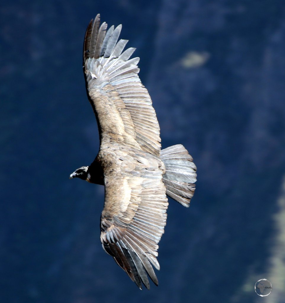 The Andean condor, seen here in the Colca canyon in southern Peru, is the largest flying bird in the world by combined measurement of weight and wingspan (3.3 m / 11 ft).