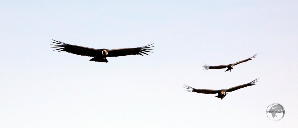 While the usually solitary Andean Condor can be seen throughout the Andes, the best place to see these striking raptors, in larger numbers, is in the Colca Canyon of southern Peru.