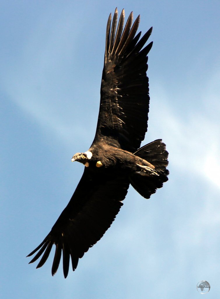 The largest raptor in the world, a fully grown Andean Condor, seen here in the Colca canyon, can reach a weight of 15 kg (33 pounds) and can stand an impressive 1.2 metres (4 ft) tall.