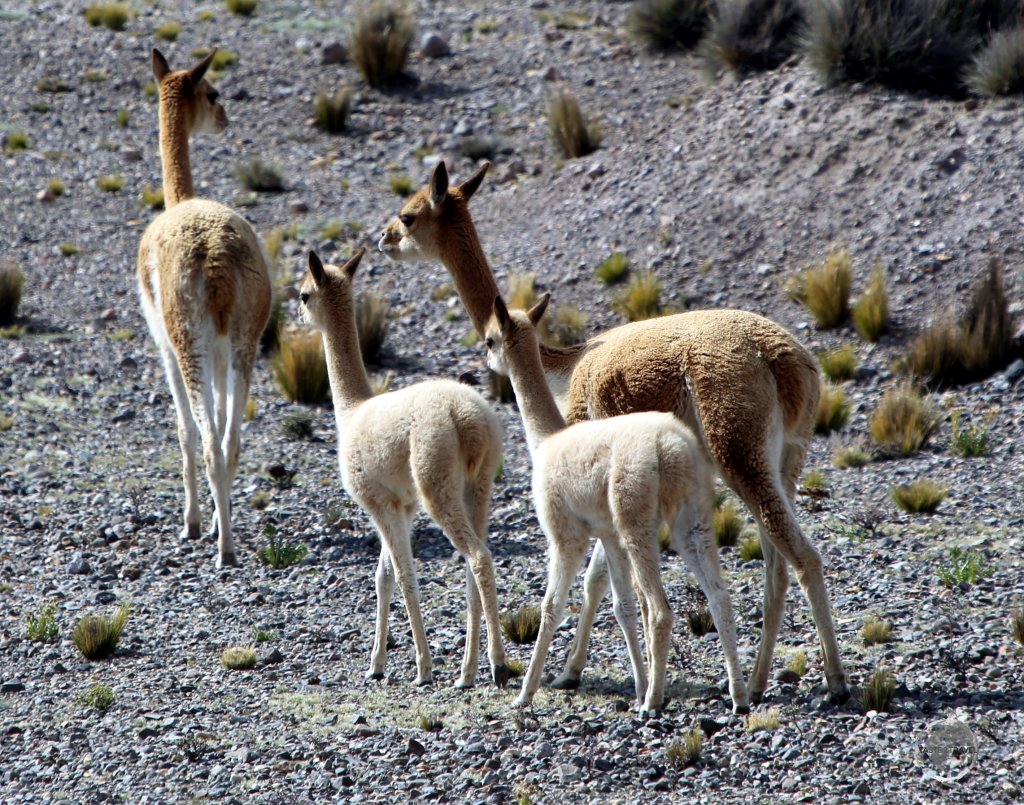 A family of Vicuñas (including two juveniles) in the 'Salinas y Aguada Blanca National Reserve' which is located in the Andes, near Arequipa, at an elevation of 3,500 m (11,500 ft).