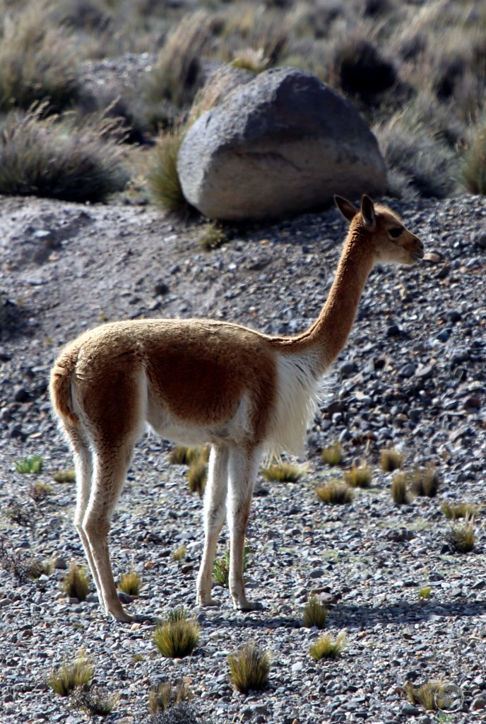 Vicuñas produce small amounts of extremely fine wool, which is very expensive because the animal can only be shorn every three years and has to be caught from the wild.