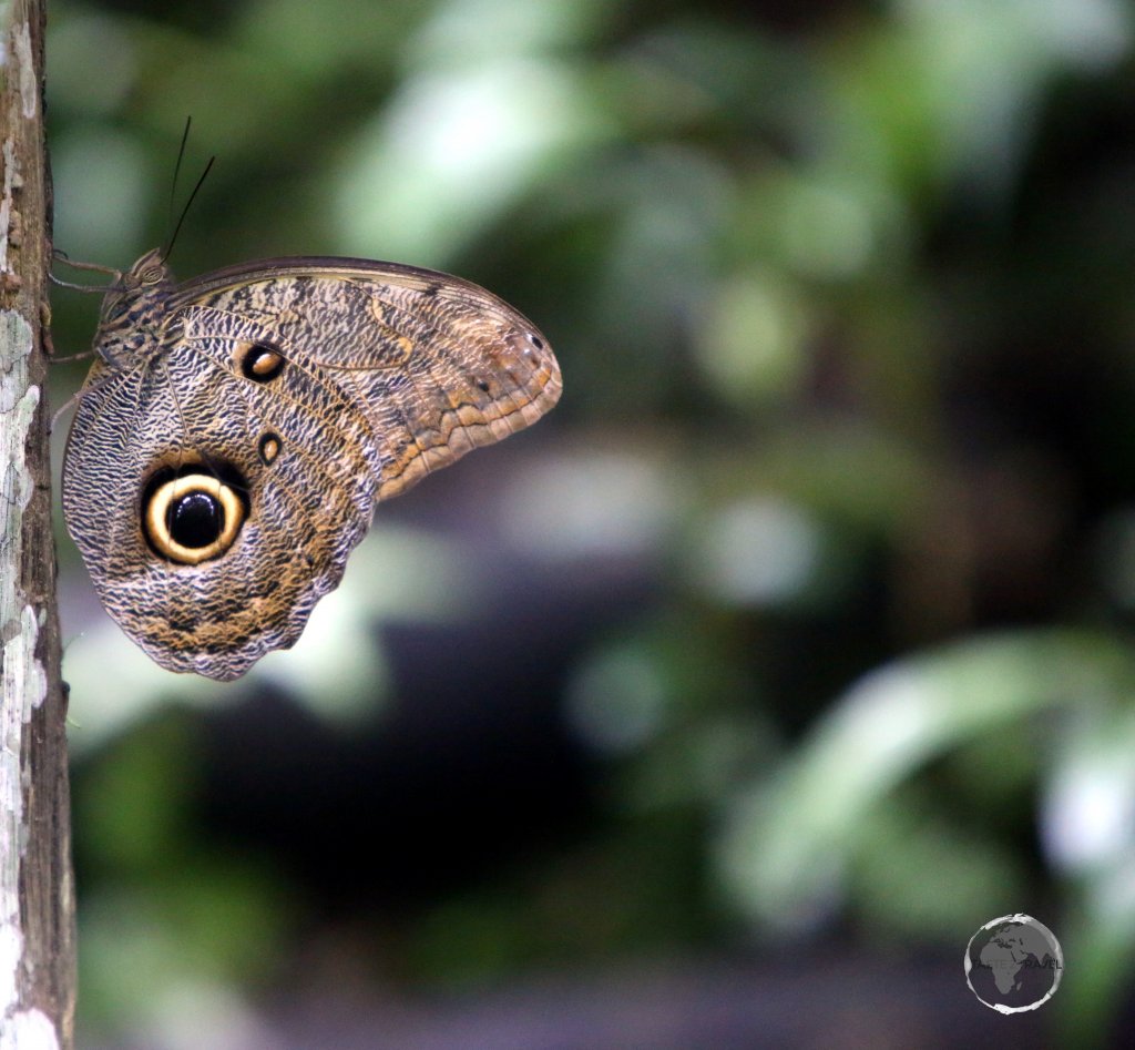 Found in the Amazon forests, Owl butterflies, such as this one at the Pilpintuwasi butterfly farm near Iquitos, are known for their huge eyespots, which resemble owls' eyes.