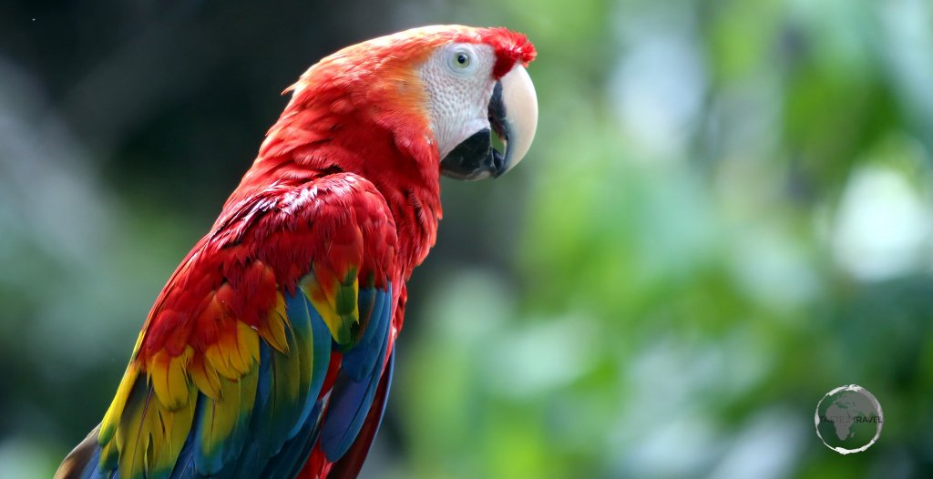The Scarlet Macaw, such as this one in Iquitos, Peru, is a gorgeously red, yellow, and blue parrot with a prominent colour of red throughout its body.