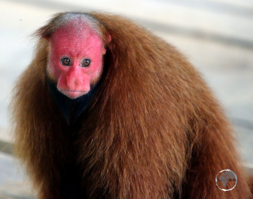 Red face of a Bald uakari monkey near Iquitos, Peru. All four species of Uakari are all found in the north-western Amazon basin.