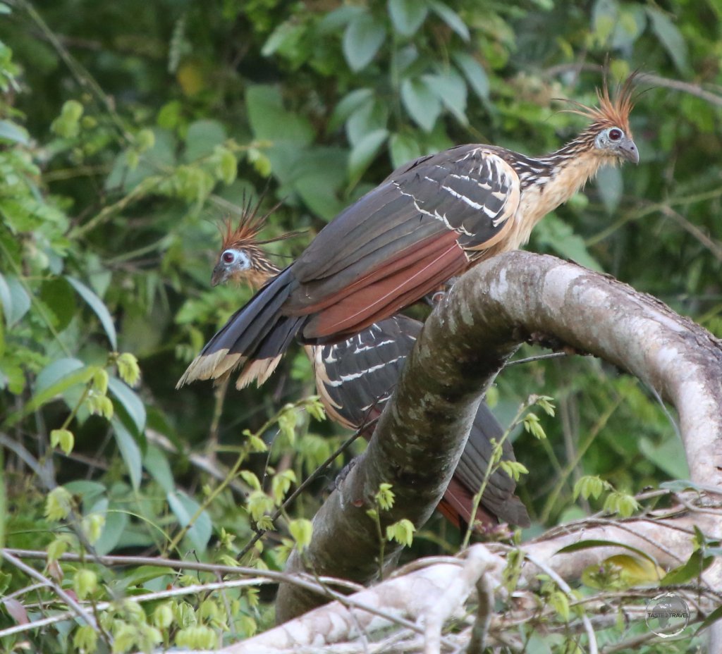A pair of funky Hoatzin birds in the jungle near Marasha nature reserve in the Peruvian Amazon.