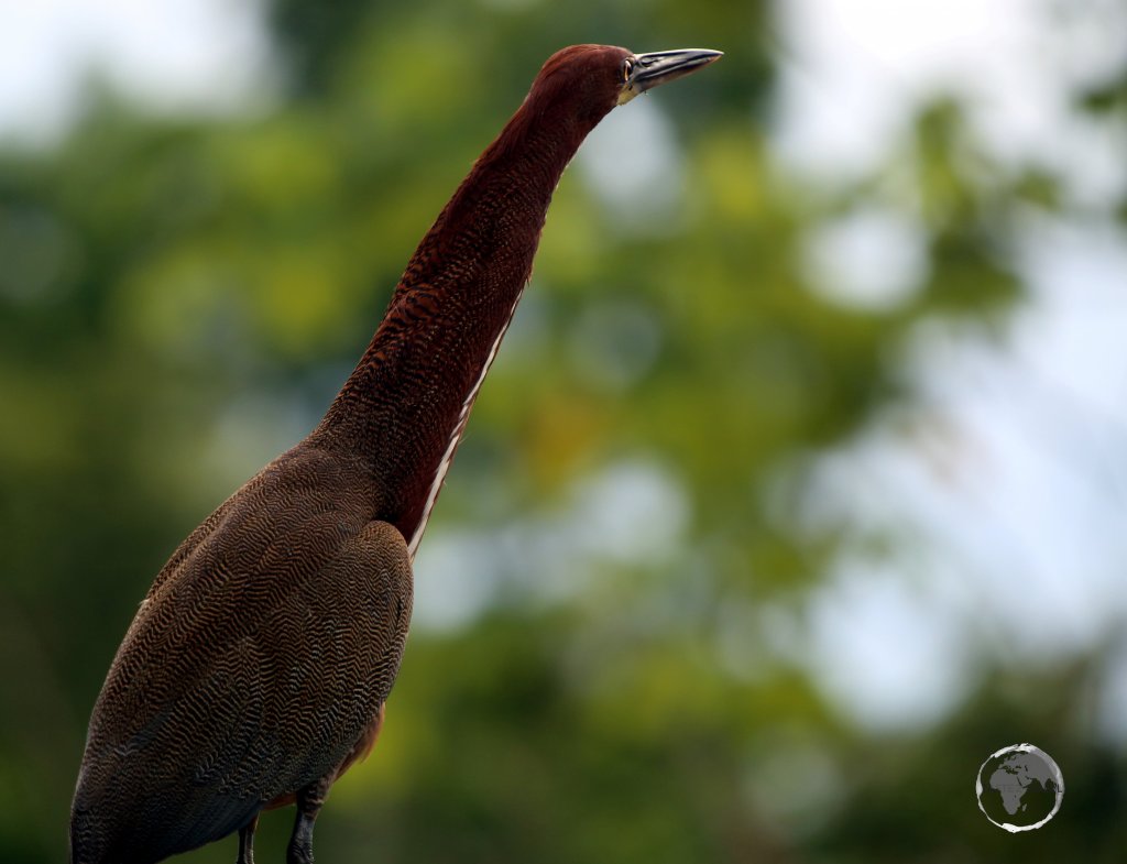 A Rufescent tiger heron at Marasha Nature reserve in the Peruvian Amazon.
