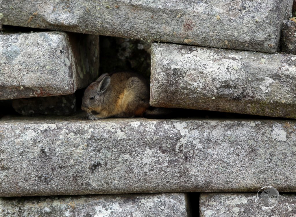 Hiding out among the ruins of Machu Picchu, a member of the rodent family, a Viscacha is native to South America and, while it looks similar to a rabbit, it isn't closely related.