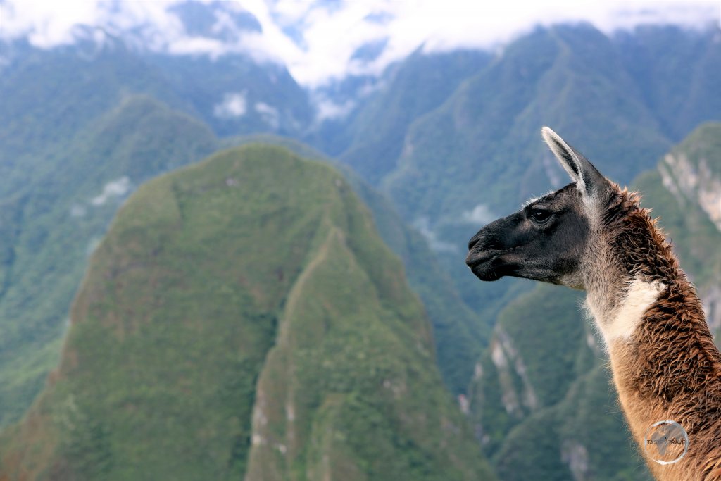 A llama at Machu Picchu. One of four camelid species in South America, llamas live in the mountain regions of Chile, Argentina, Bolivia and Peru.