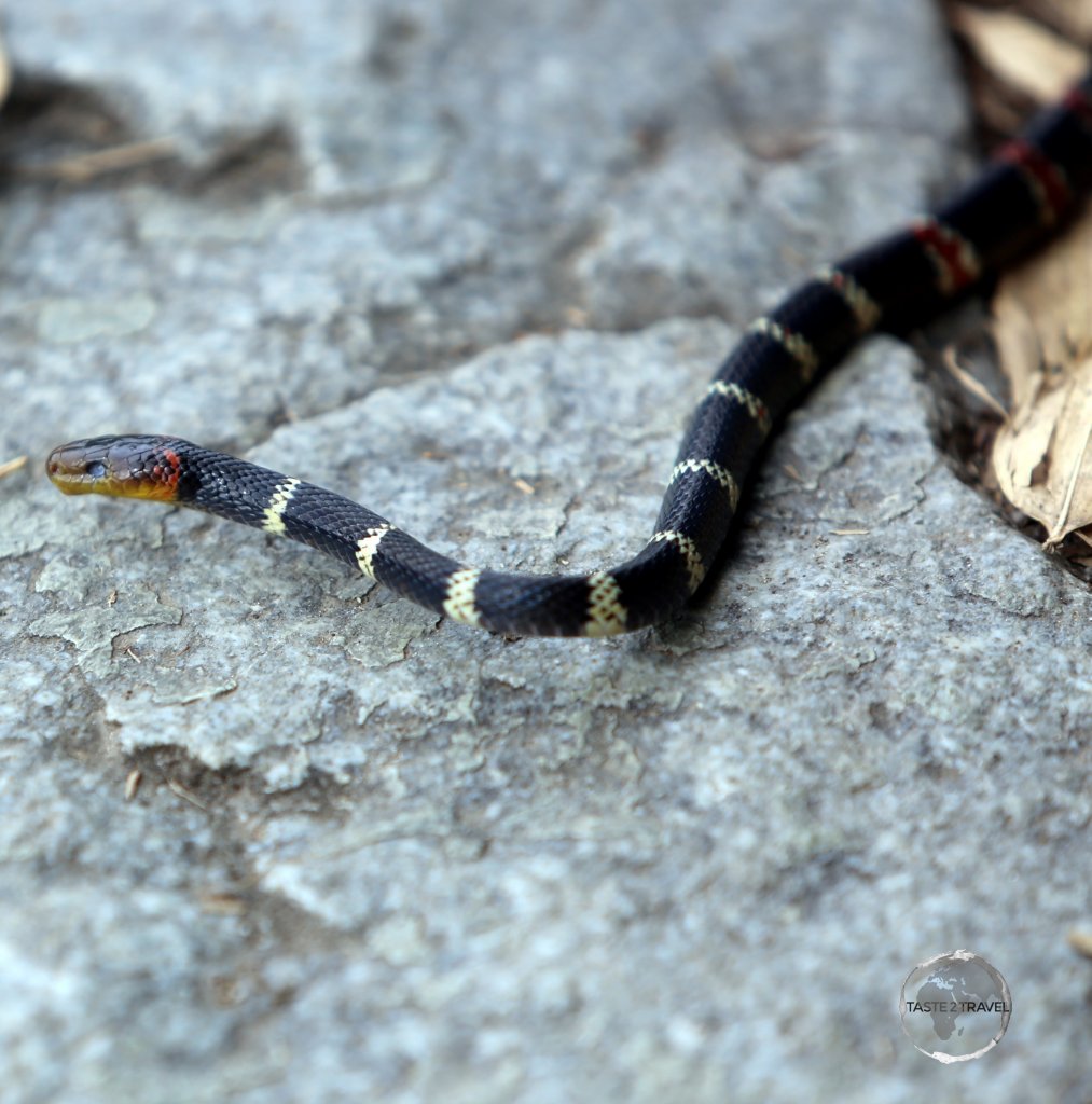 This banded snake was lurking on the Inca trail, a short stroll from Machu Picchu.