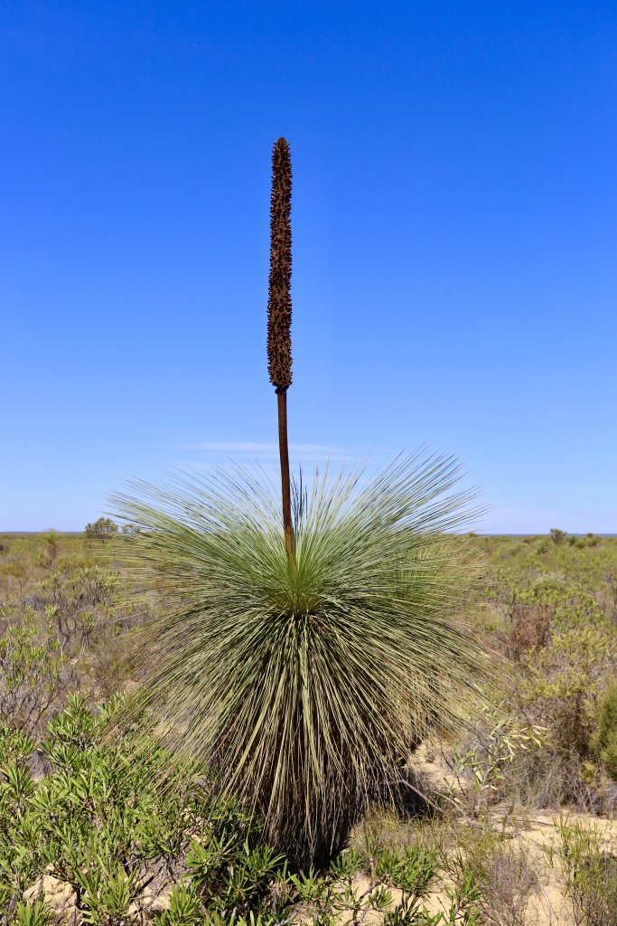 A Grass tree in Kalbarri National Park.