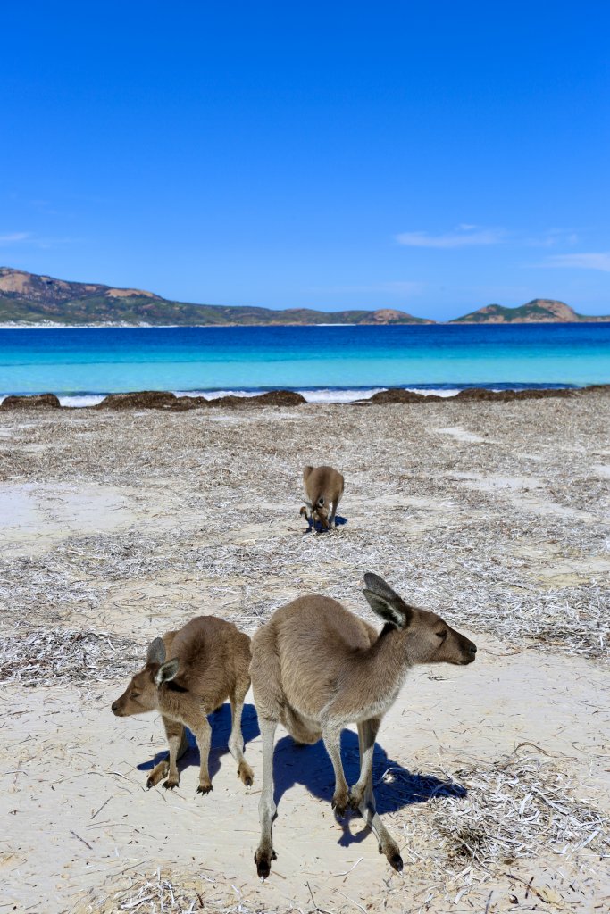 Kangaroos on the beach at Lucky Bay.