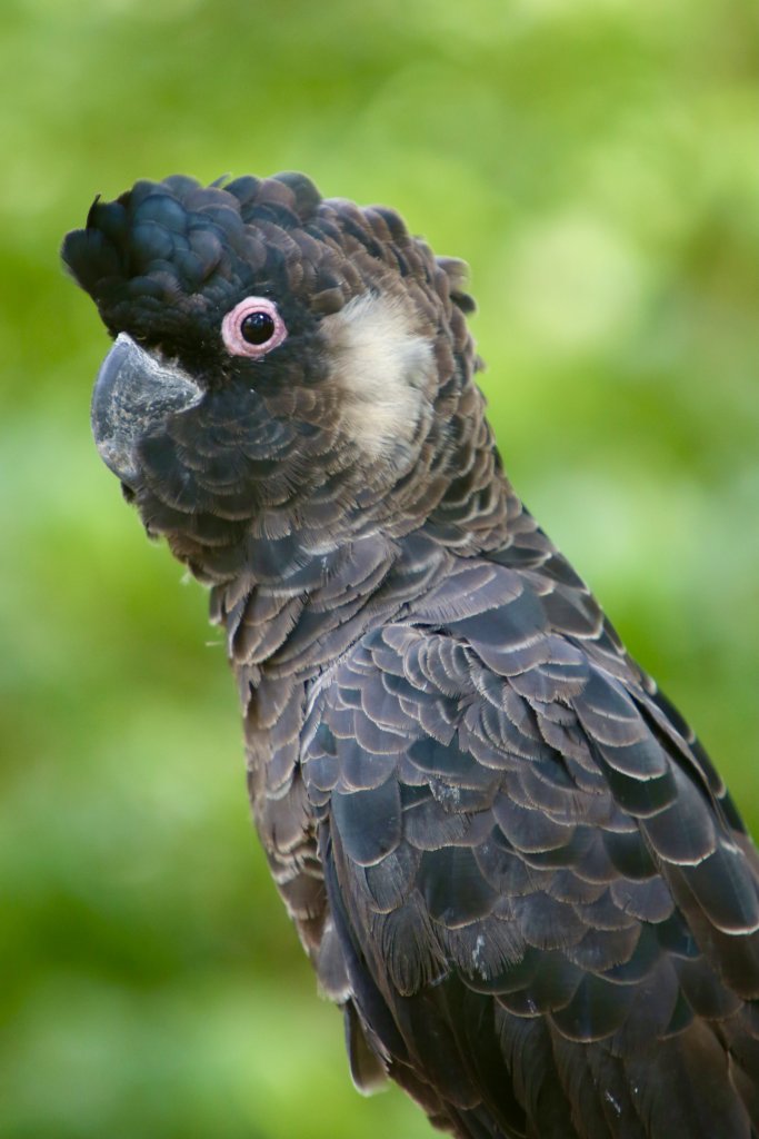 A Red-tailed Black Cockatoo in Yanchep.
