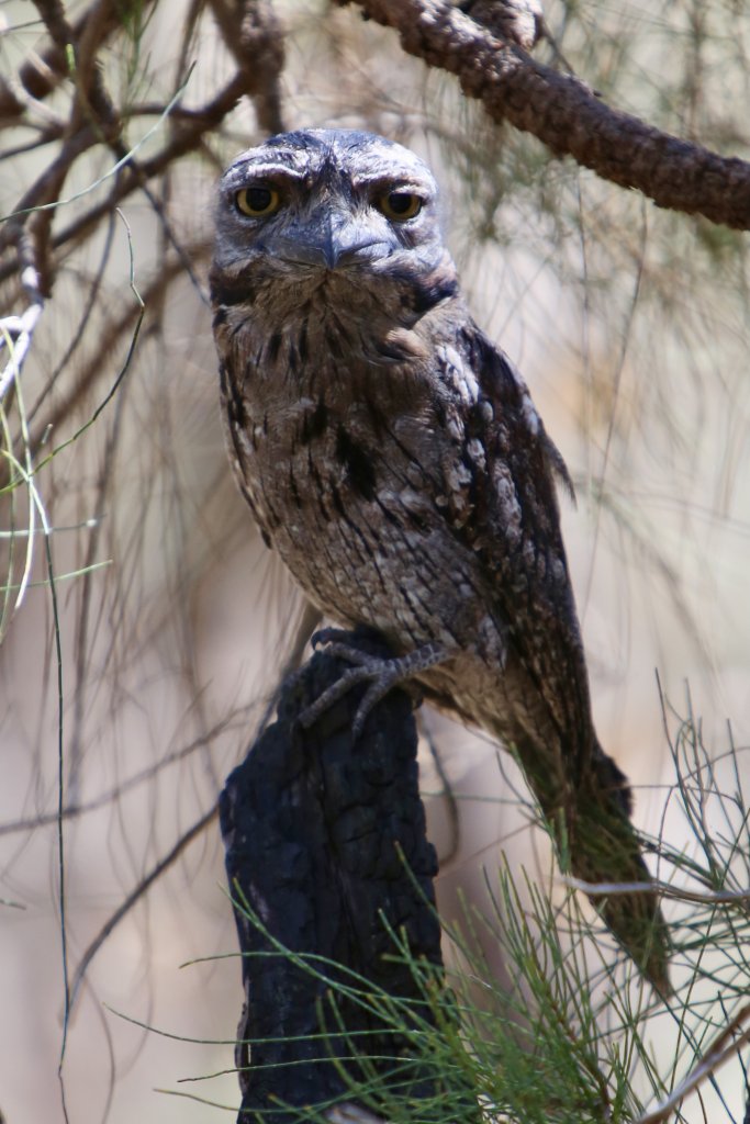 A Tawny Frogmouth in Kings Park, Perth.