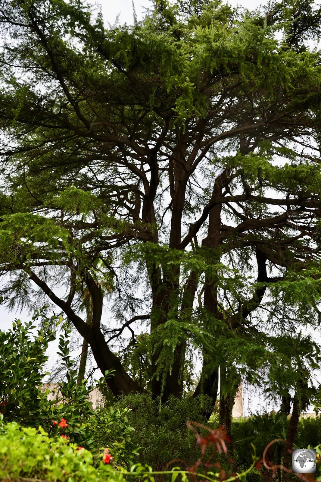 The centre-piece of the Magistral Villa garden is this towering 500-year-old Lebanese cedar tree.