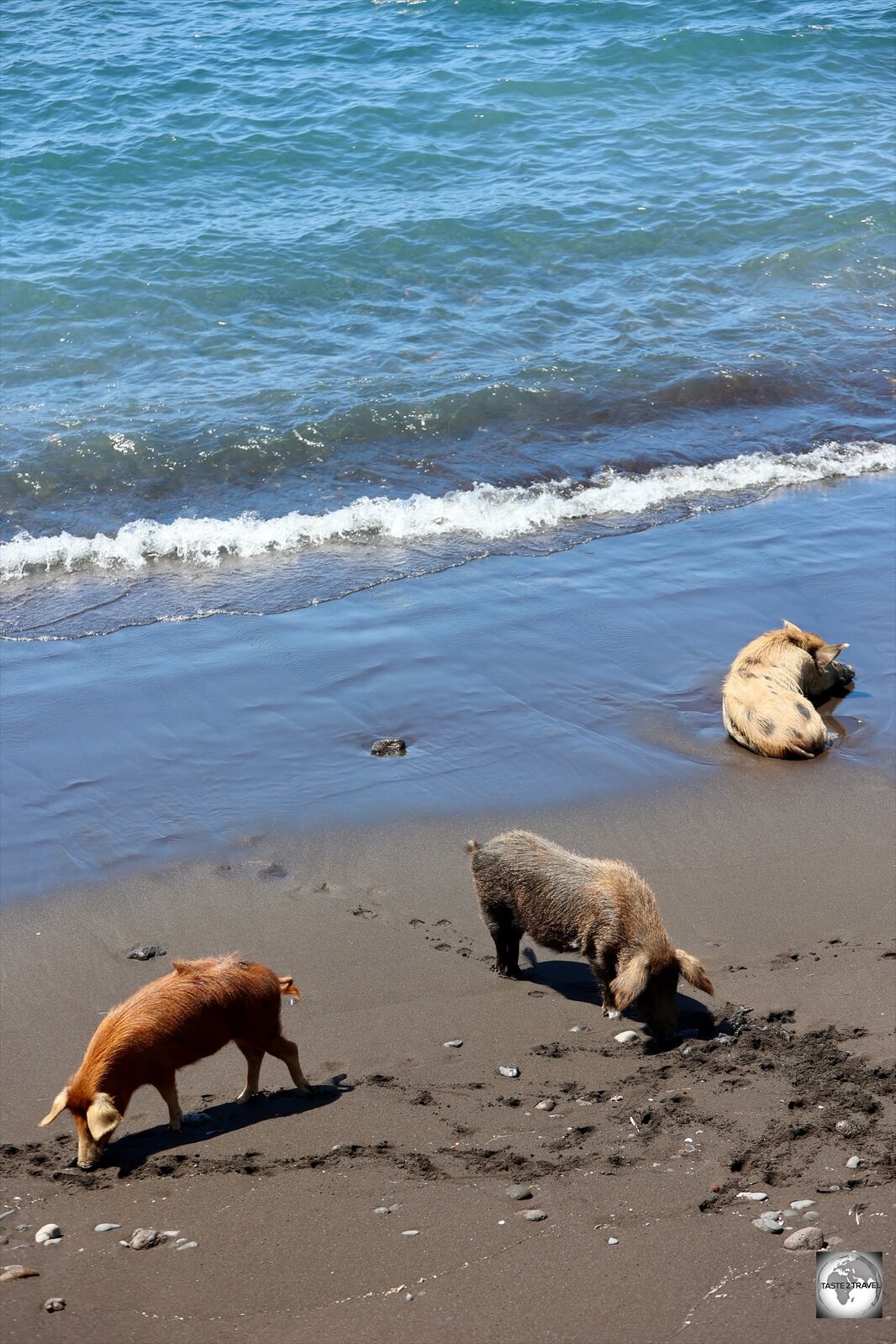 Pigs, on the beach in Porto Mosquito, feeding on crabs.