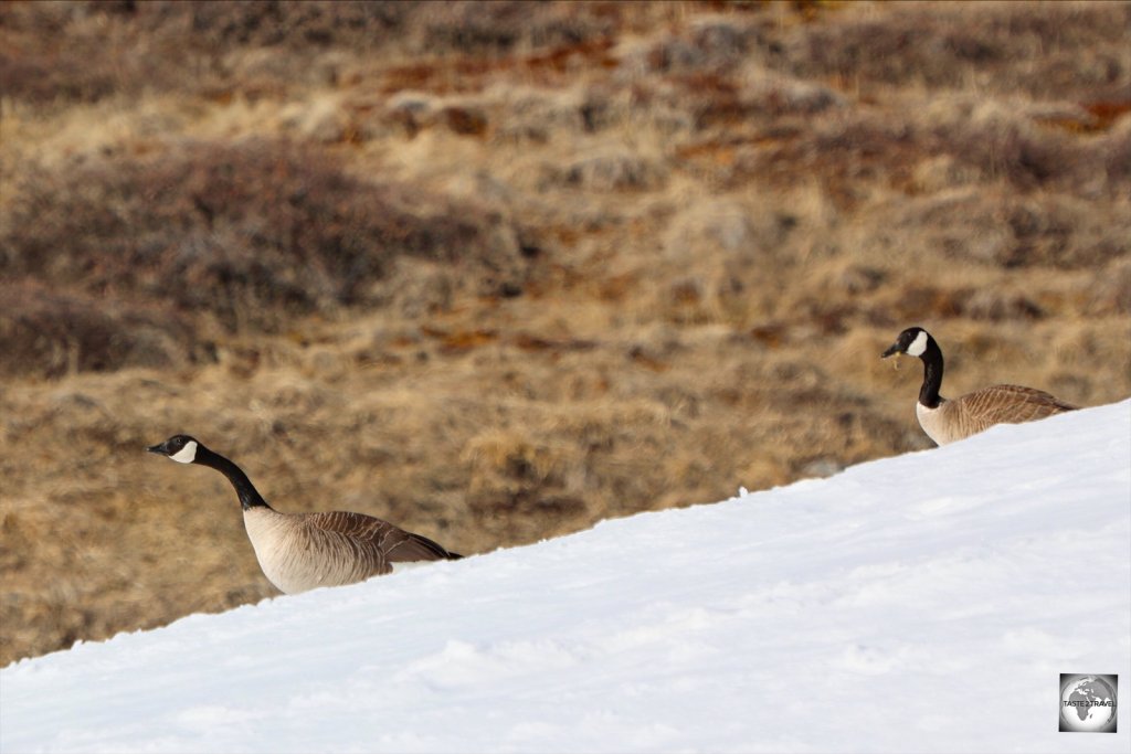 Canada geese at Ilulissat.