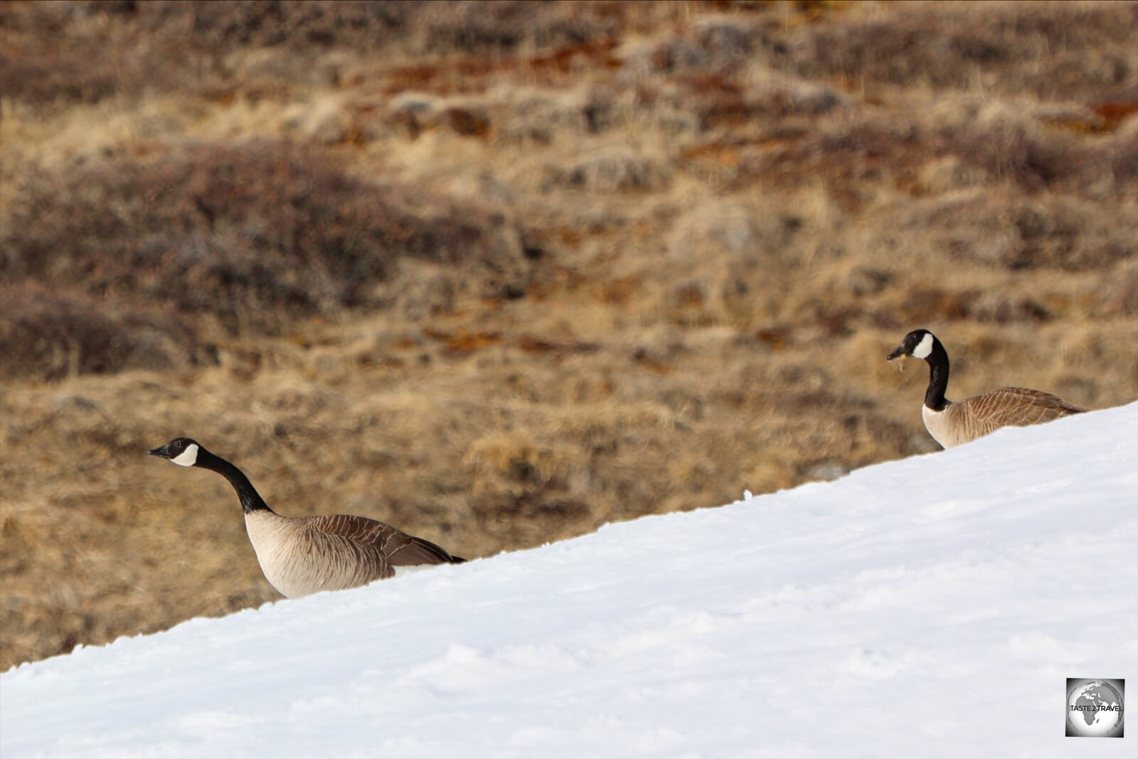 Canada Geese at Ilulissat.