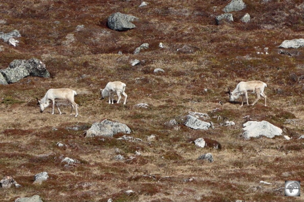 Reindeer grazing close to Qaqortoq.