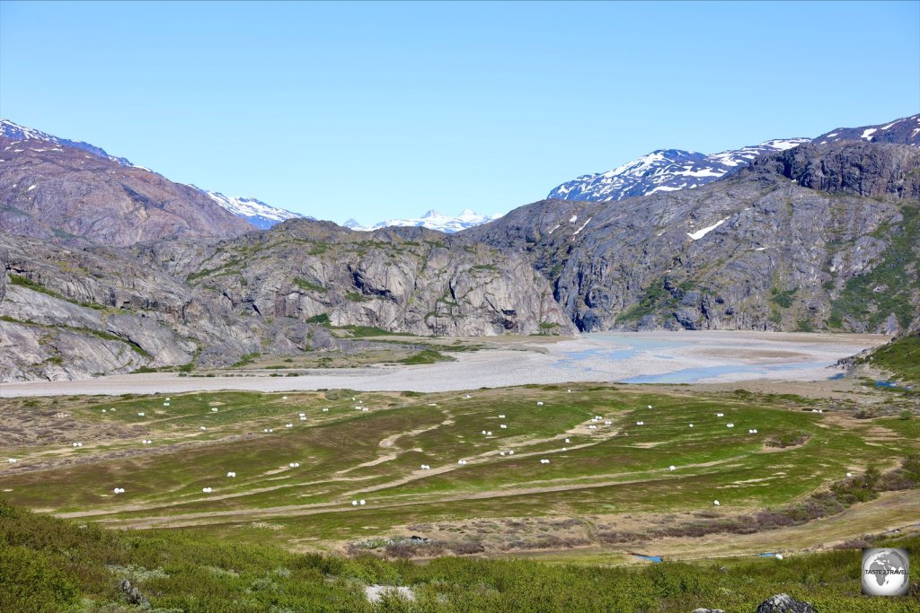 A hay field, set inside the glacial valley at Narsarsuaq.