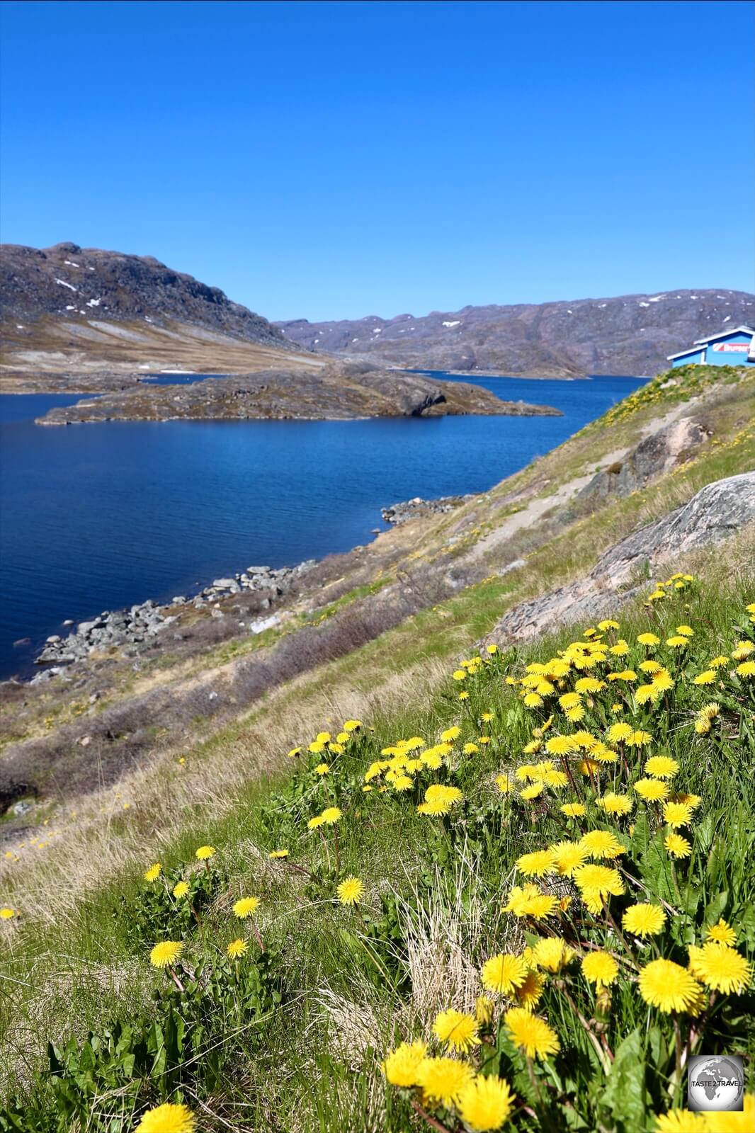 A summertime view of Lake Tasersuaq.