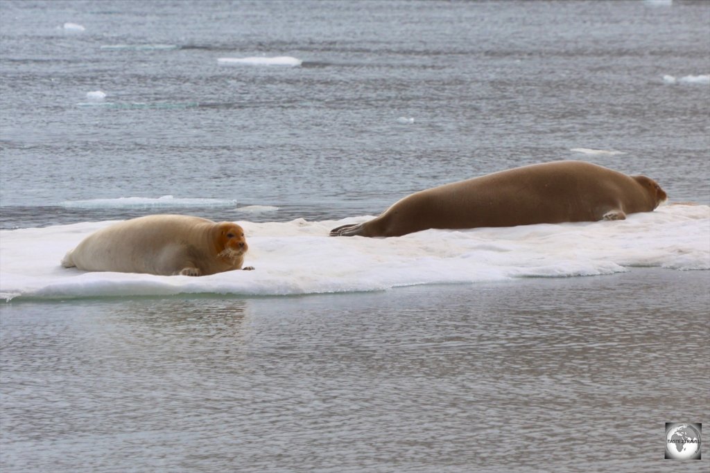 A pair of Bearded seals, resting on sea ice at Nordenskiöld Glacier.