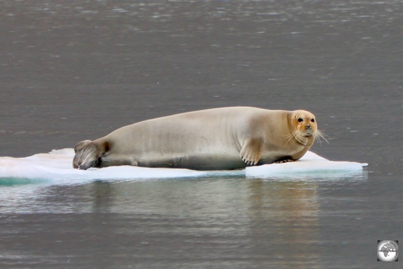 The largest of the Arctic seals, Bearded seals, such as this one at Nordenskiöld Glacier are almost always seen resting on sea ice and rarely on shore.
