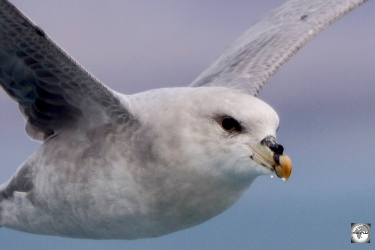 Related to the Albatross, the Northern fulmar has a salt gland which acts as an onboard desalination plant, allowing it to imbibe salt water.