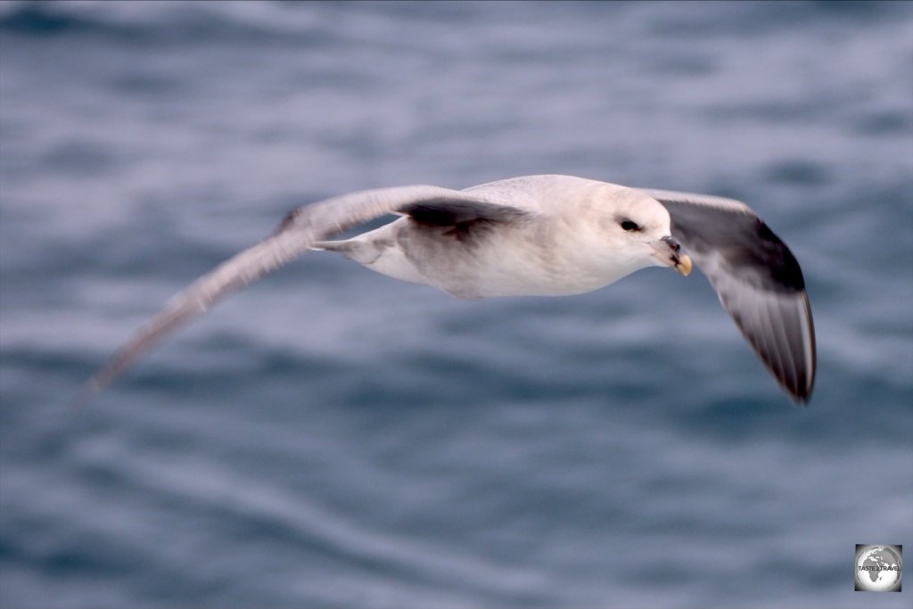 The Northern fulmar is the only species of fulmar that breeds in Svalbard.