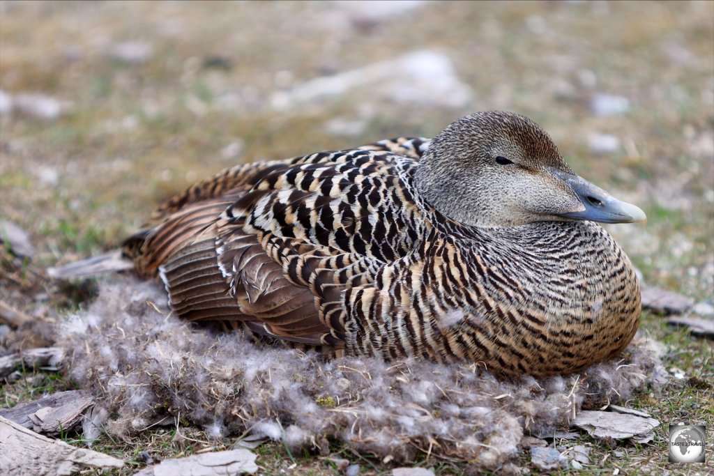 A female Common Eider duck, sitting on her comfortable nest which is made from Eider-down feathers!