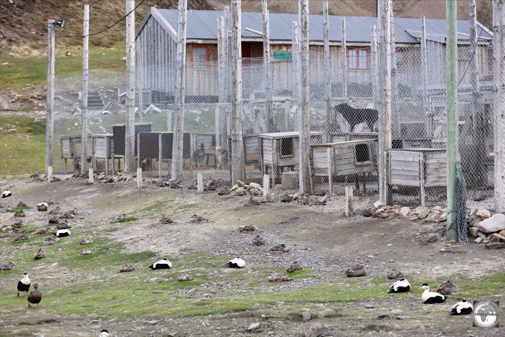 Common Eider ducks nesting alongside the noisy Husky kennels - a fox-free zone!