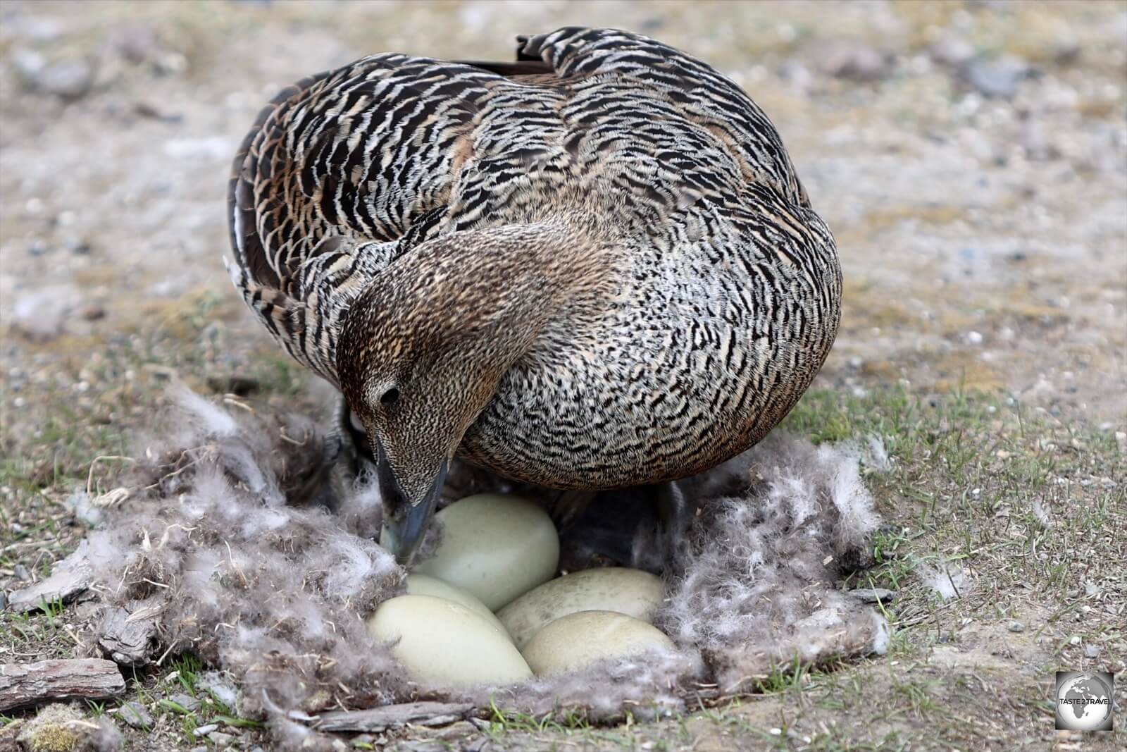 A female Common Eider duck, tending to her nest in Longyearbyen.