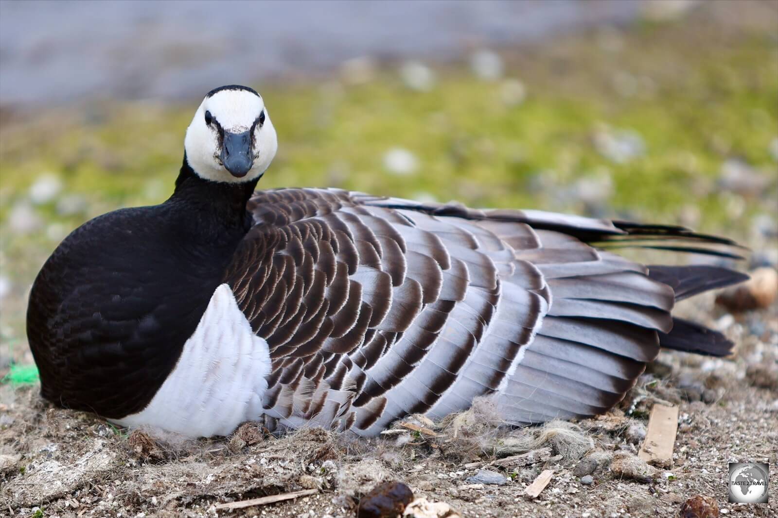 Female Barnacle goose, laying on her nest in Longyearbyen.