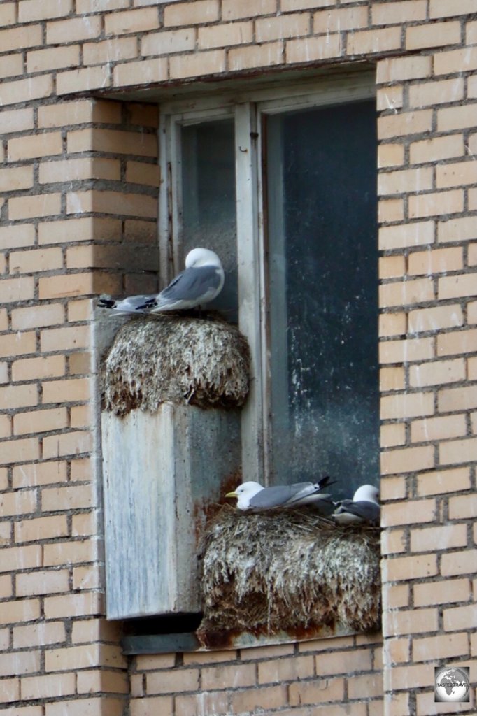 Seagulls nesting on the window ledges of an abandoned apartment block in the former Russian mining town of Pyramiden.
