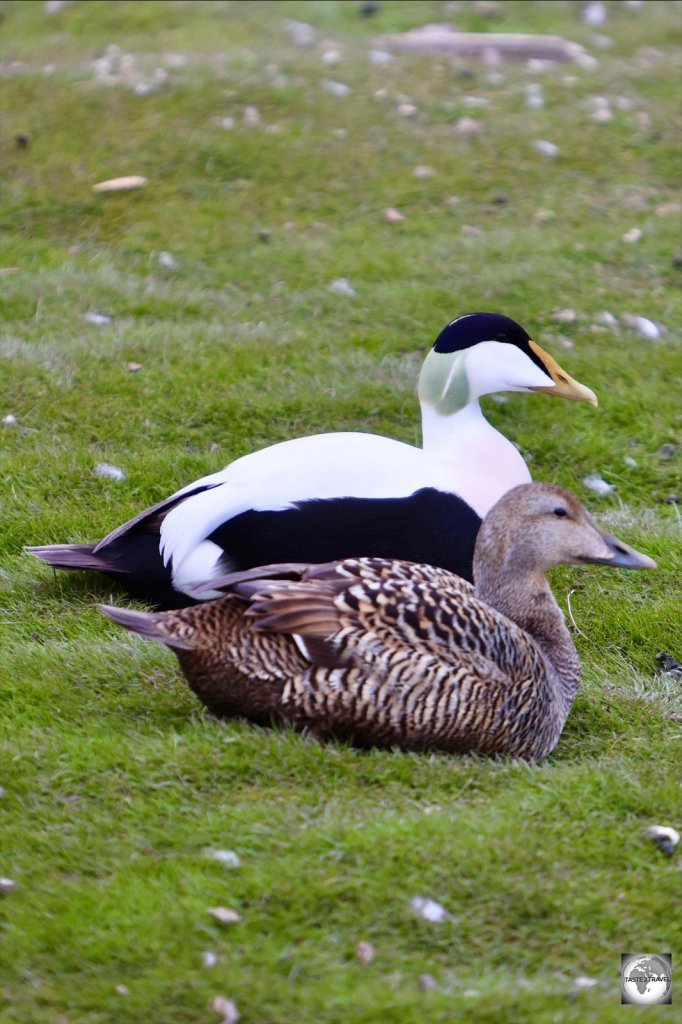 A female (foreground) and male pair of Common Eider ducks in Longyearbyen.