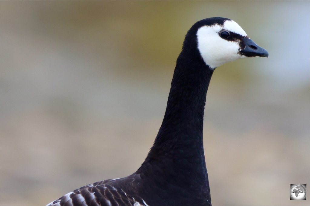 Closeup of a Barnacle goose in Longyearbyen.