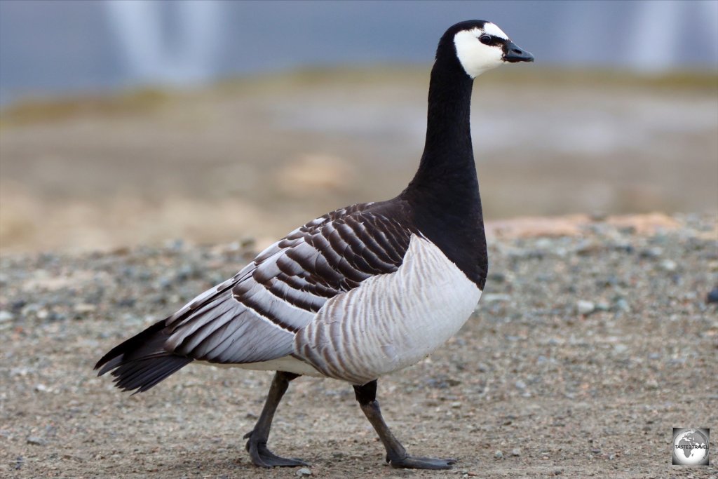 A Barnacle goose in Longyearbyen.