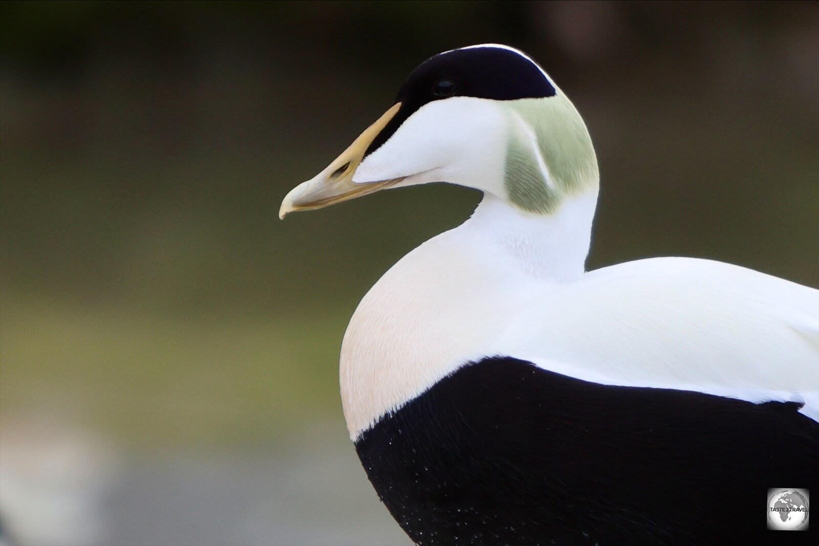 Common Eider ducks are famous for their soft, downy feathers which are commercially harvested in some parts of the Arctic.