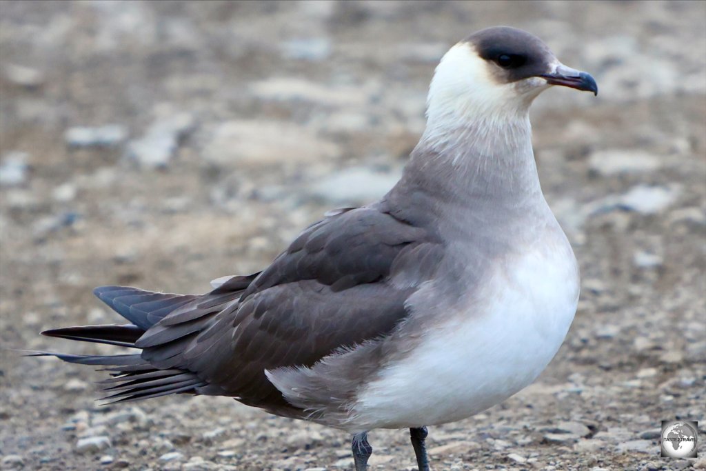 An Arctic skua in Longyearbyen.
