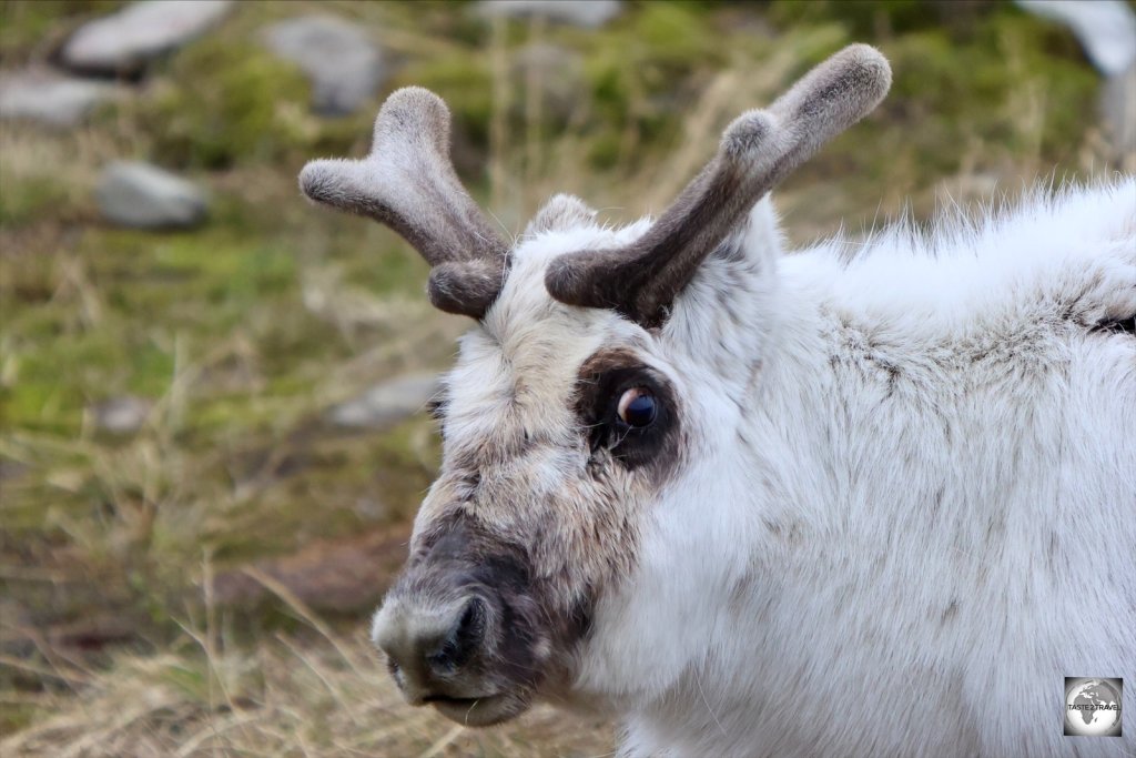 A curious Svalbard reindeer!