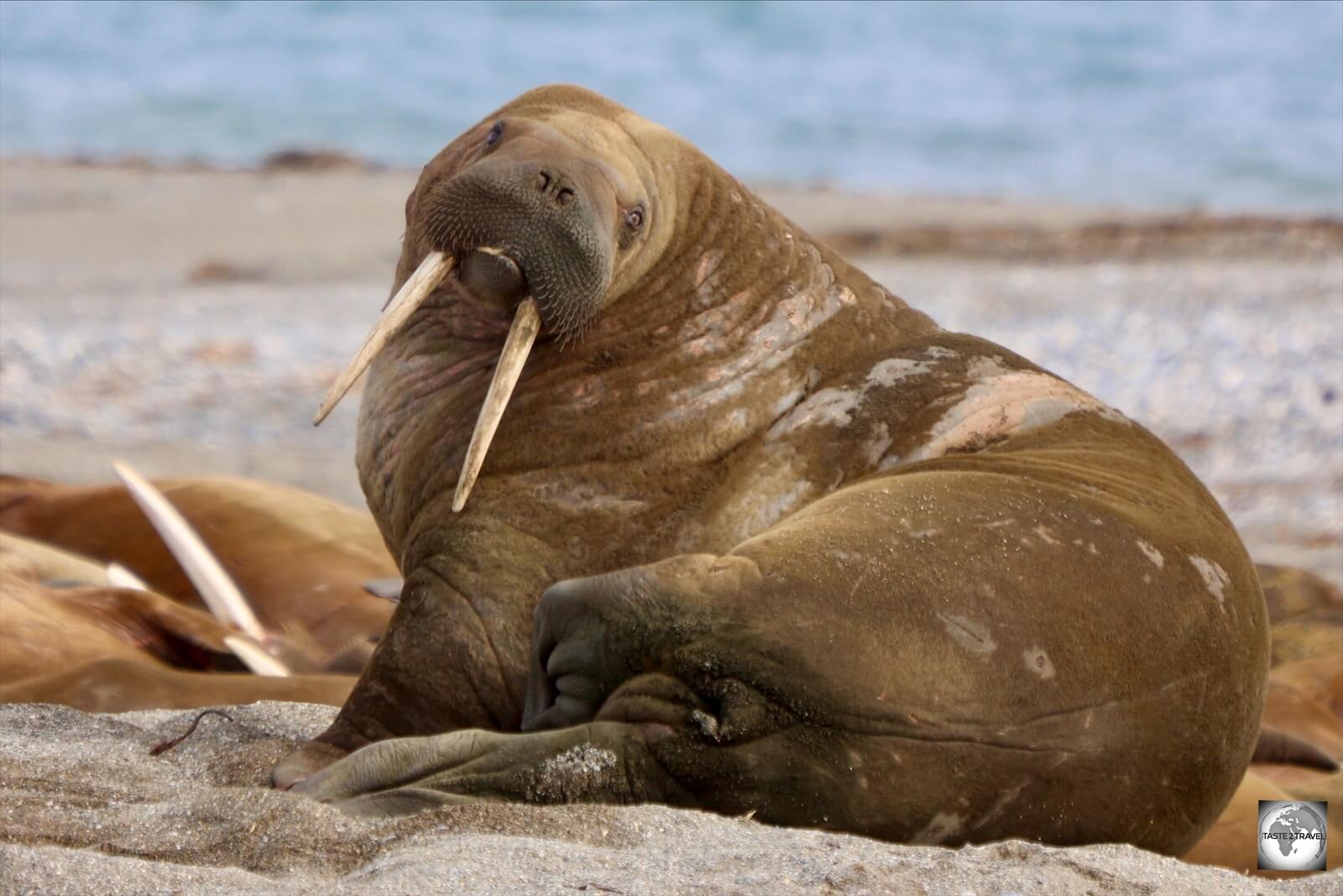 Walruses use their tusks to haul themselves out of the water onto the sea ice, and for defending themselves.
