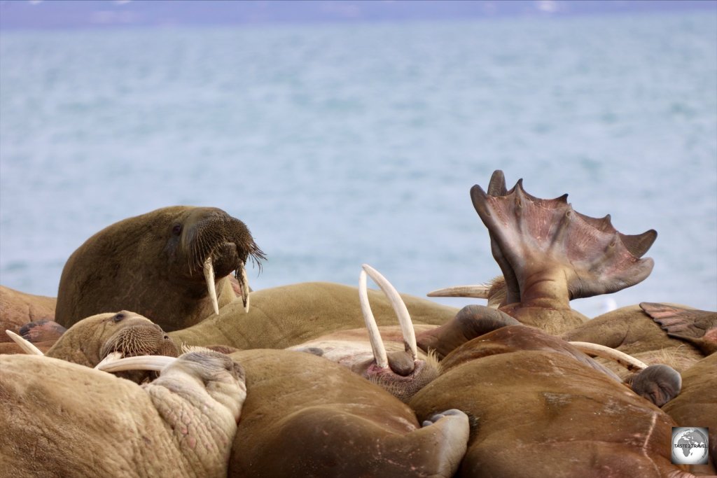 A social creature, Arctic walrus stay in the same area most of the summer, and love to sunbathe on the beach.