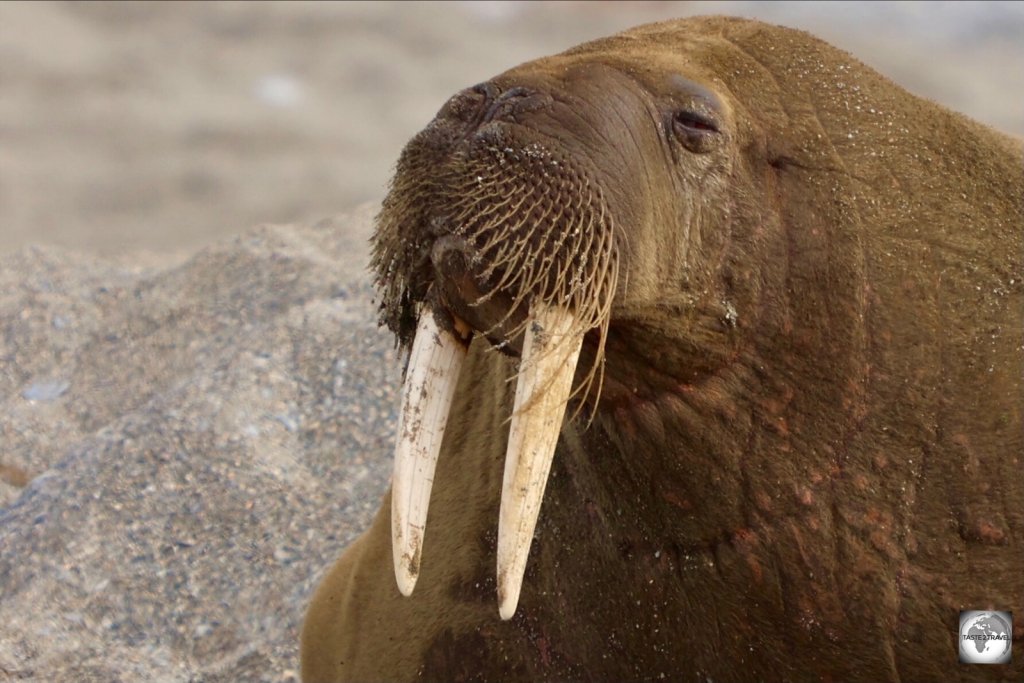 One of the best known walrus colonies close to Longyearbyen is on Poolepynten on Prince Karl’s Forland.