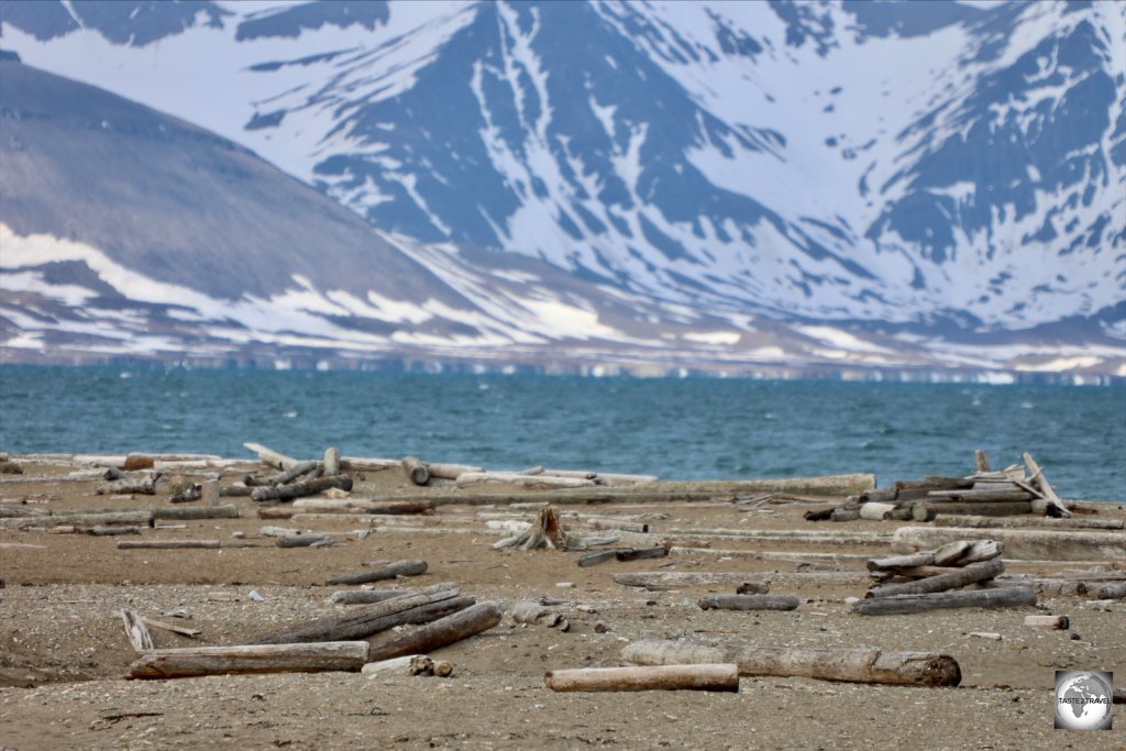Despite having no trees, the beaches of Svalbard are littered with ancient logs which have been carried to the Archipelago from Siberia on ocean currents.