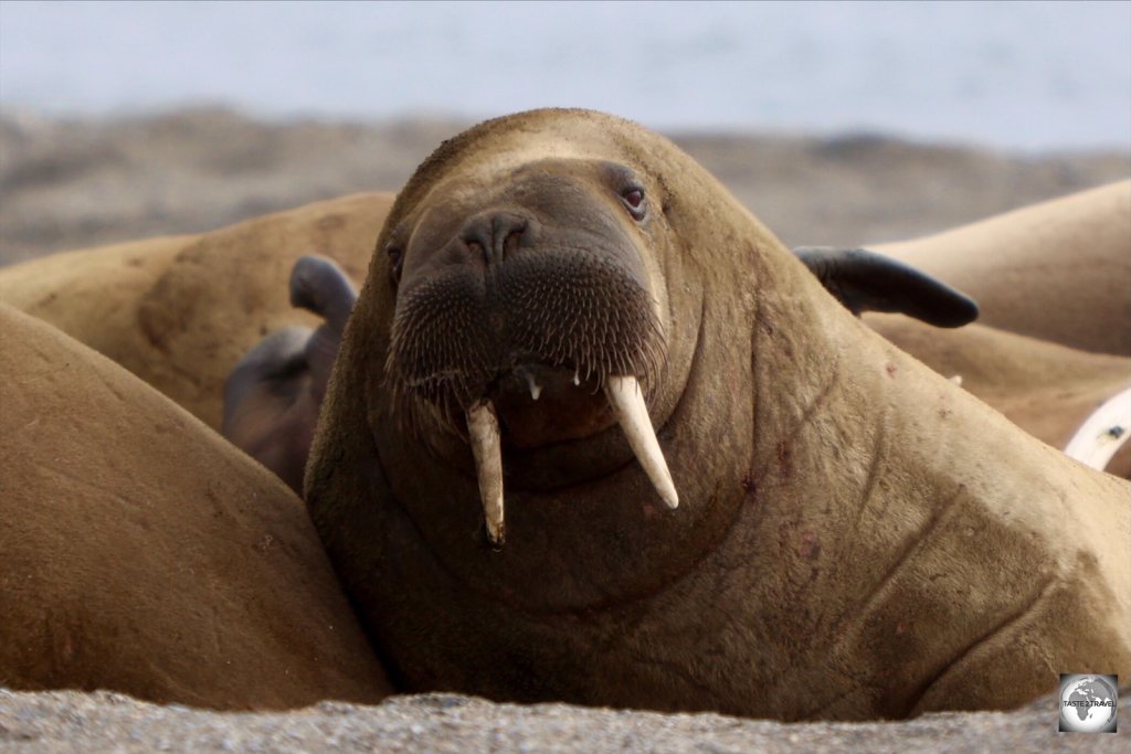 Walruses use their sensitive whiskers for feeling out mussels and other sea creatures in the dark, Arctic waters.