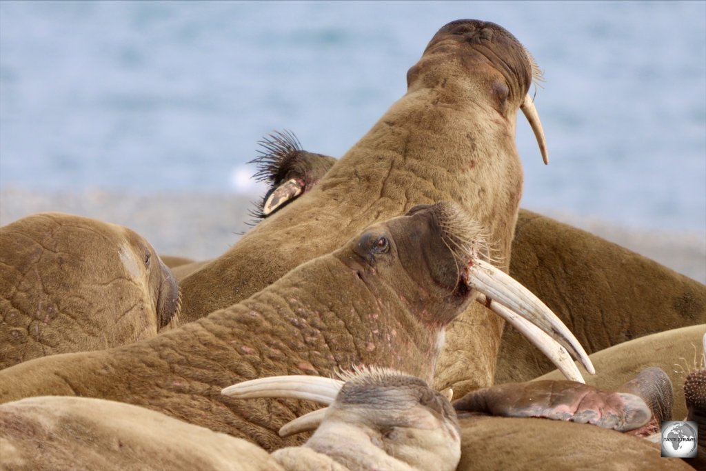 Found only in the Arctic, there are two species of walrus - the Pacific and Atlantic, with the Atlantic walrus found on Svalbard.
