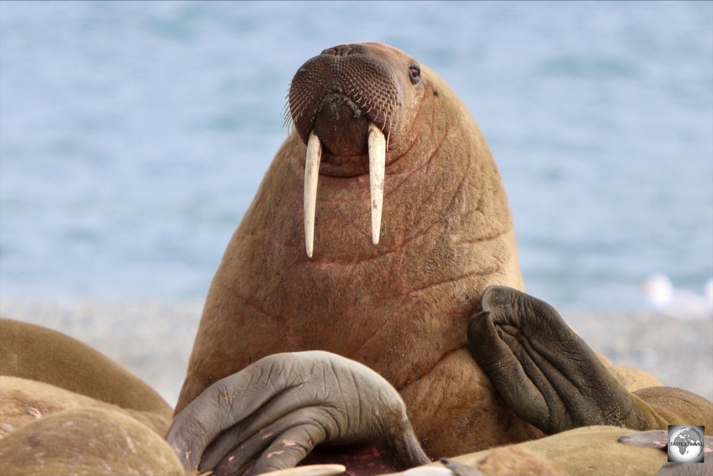 Getting up close to a walrus colony is one of many amazing activities on Svalbard.