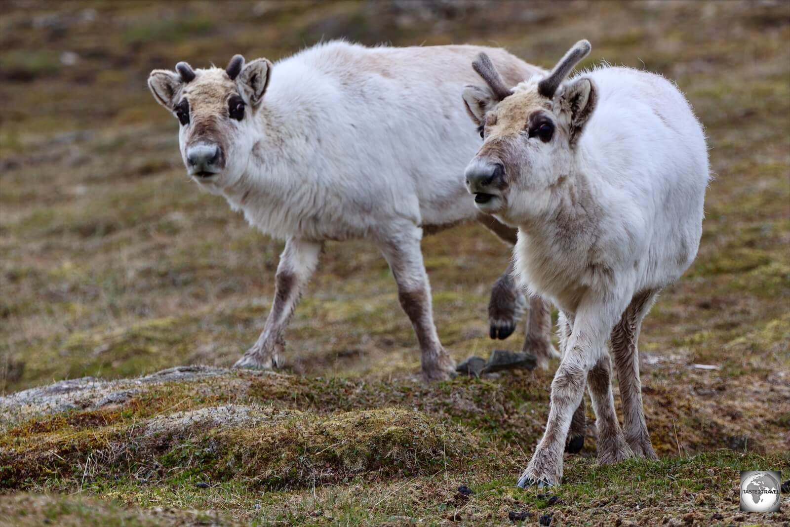 Shorter and stockier than other reindeer species, the Svalbard reindeer is endemic to the archipeligo.